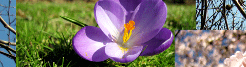 Eine bunte Blütenpracht erwacht im Frühling