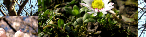 Eine bunte Blütenpracht erwacht im Frühling