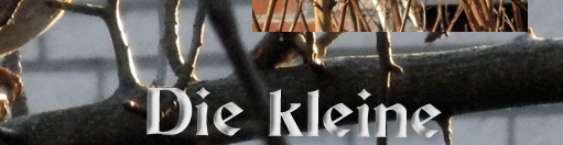 die kleine Welt der Vögel