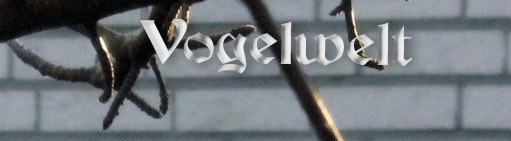 die kleine Welt der Vögel