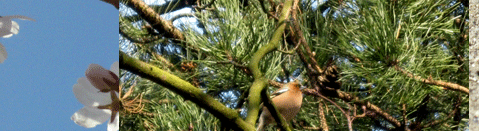 Das Leben beginnt im Frühling, Insekten und Tiere unterwegs