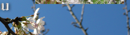 Das Leben beginnt im Frühling, Insekten und Tiere unterwegs