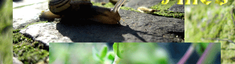 Alles ist erwacht der Frühling beginnt