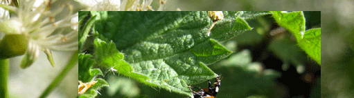 Marienkäfer laufen überall