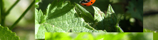 Marienkäfer laufen überall