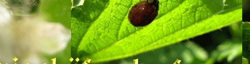Marienkäfer laufen überall