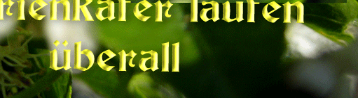 Marienkäfer laufen überall