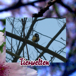 Tierwelten, Lebewesen unserer Zeit