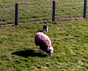 Schaf und Lamm