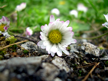 Gänseblümchen Blüte am Wegesrand