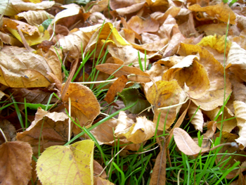 Herbstlaub auf einer Wiese