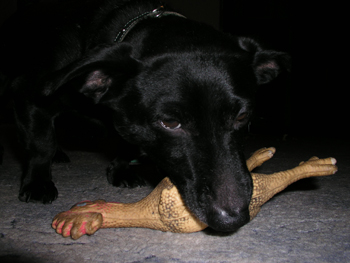 Purzel Hund mit Spielzeug Huhn