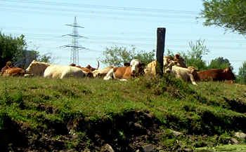 Kühe auf der Weide