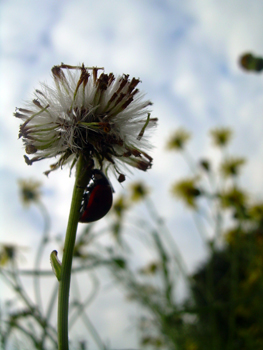 Marienkäfer auf Pusteblume