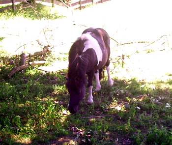 Pferd auf der Weide