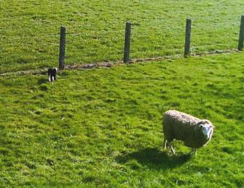 Schaf und Lamm