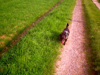 Purzel auf dem Feld