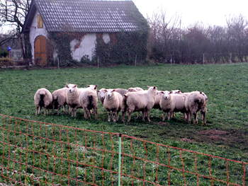 Schafe auf der Weide