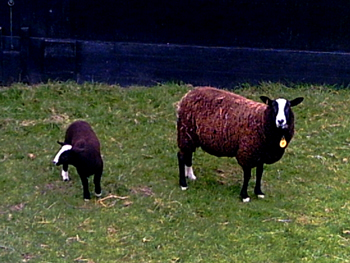 Schaf und Lamm