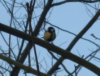 Kleine Kohlmeise auf dem Zweig mit blauem Himmel