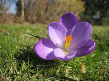 von der Sonne beschienene Krokussblüte