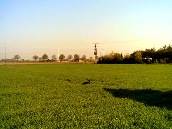 Purzel Hund versteckt im Gras