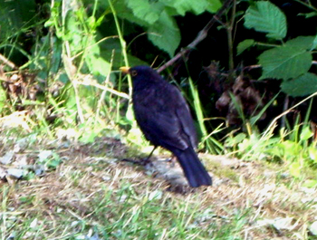 Amsel auf der Wiese