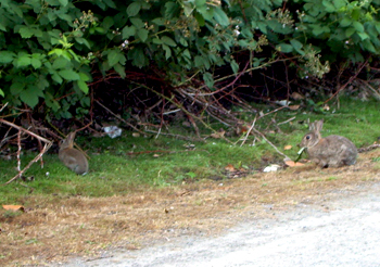 Kaninchen im Emscherpark