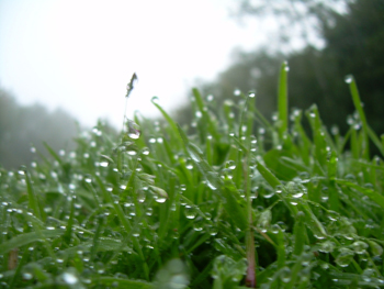 Tautropfen auf Gras