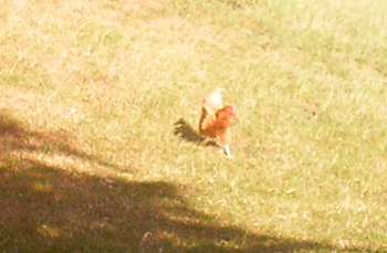 rennendes Huhn