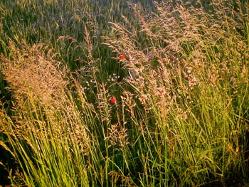 Kornblumen am Feldrand