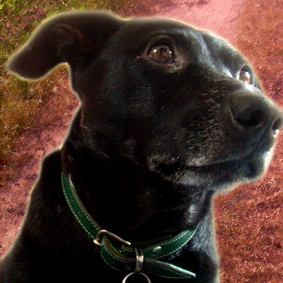 Purzel der Hund