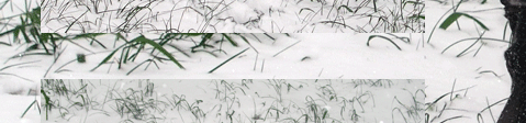 Purzel im Xantener Schnee