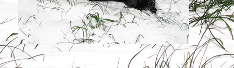 Purzel im Xantener Schnee