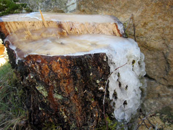Eis auf dem Baumstumpf